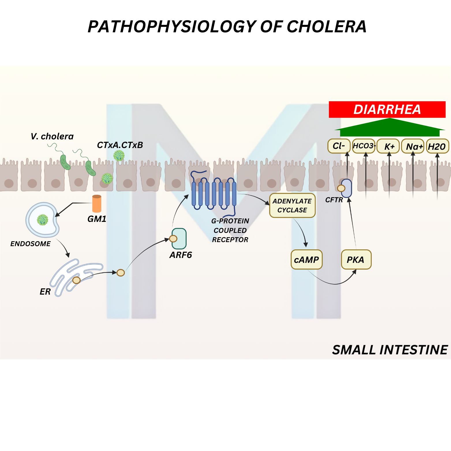 Cholera