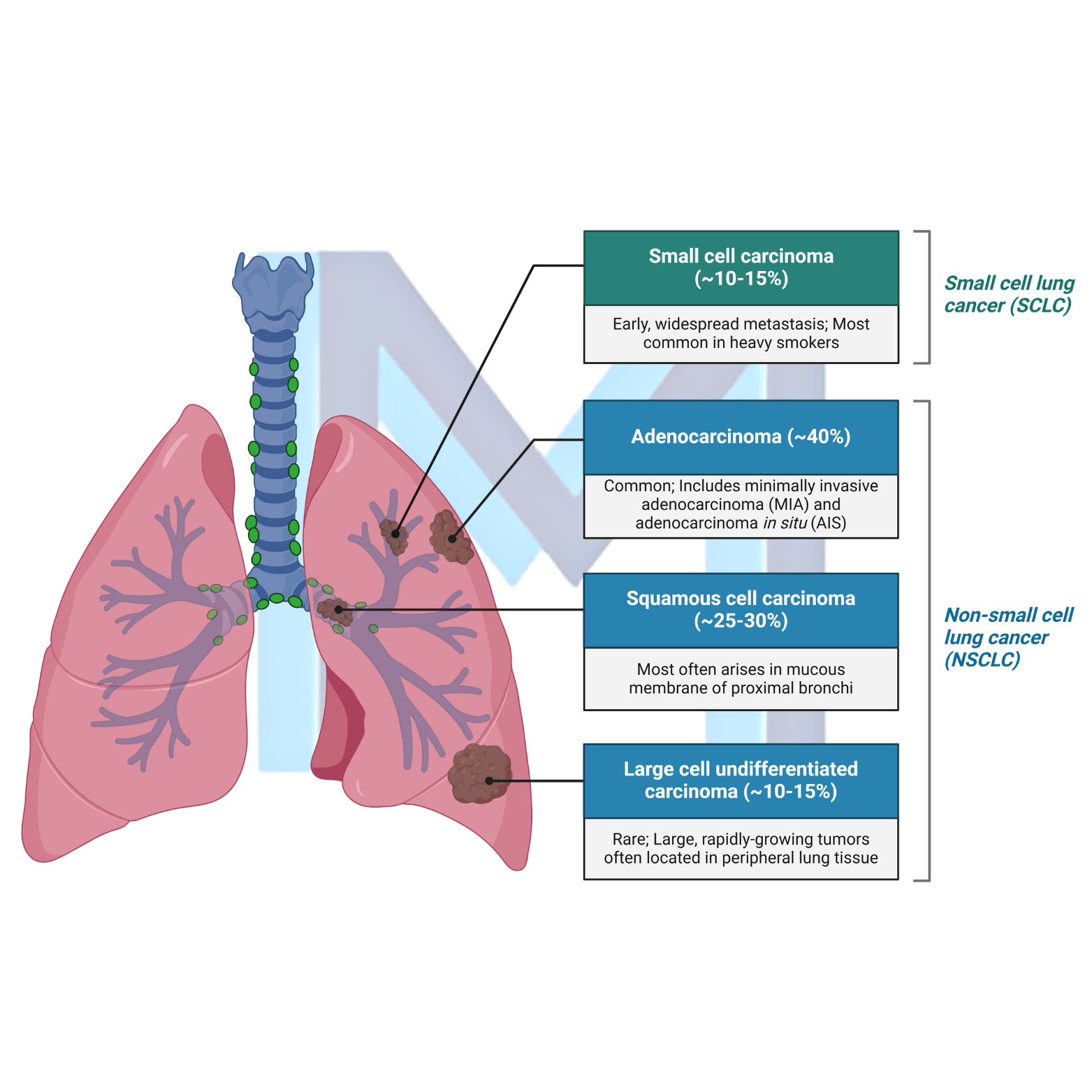 Bronchogenic lung carcinoma central and peripheral lesions