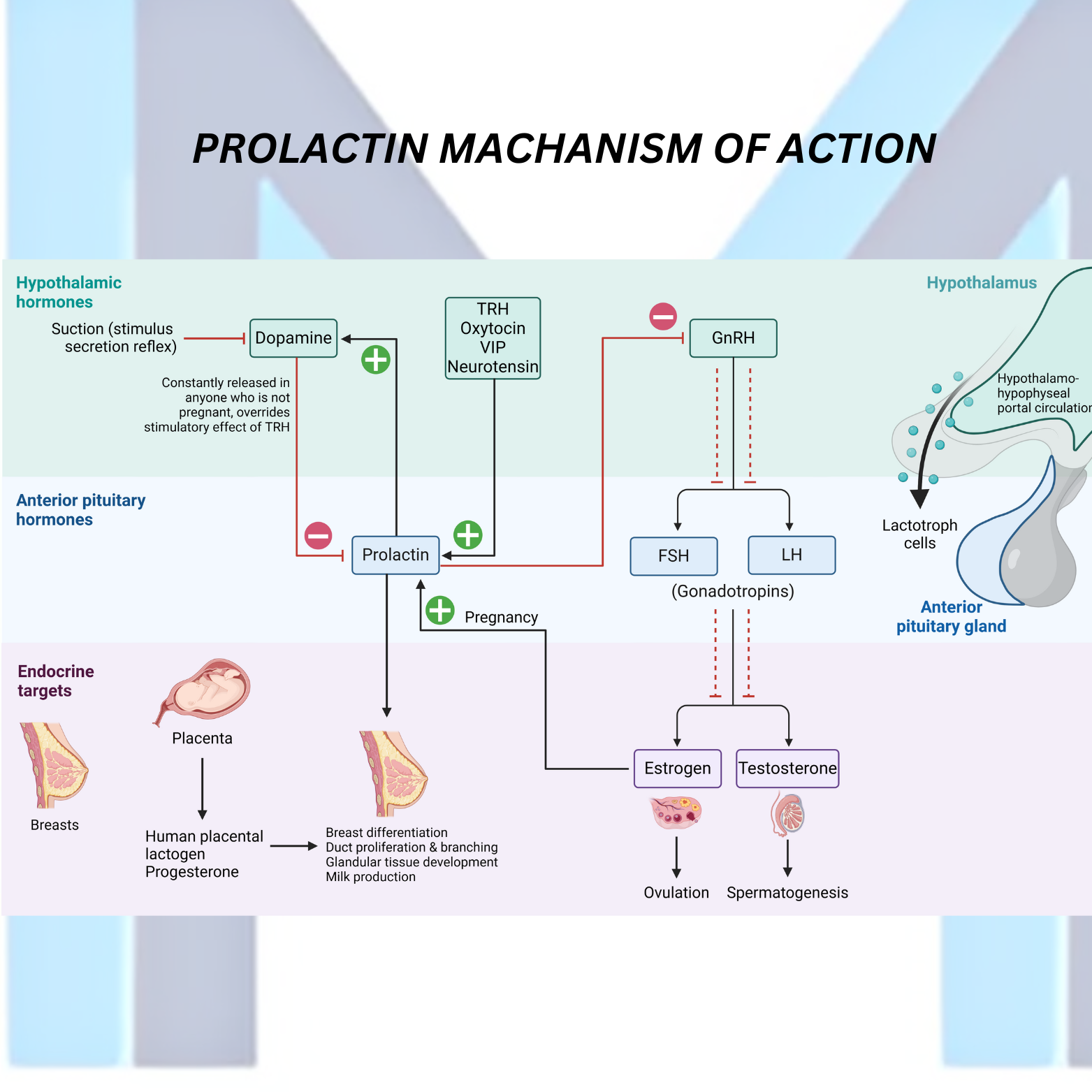 Prolactin mechanism of action and lactotroph adenoma