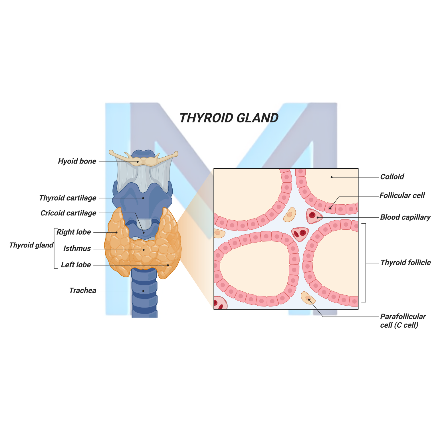 Graves Disease (Autoimmune Hyperthyroidism)