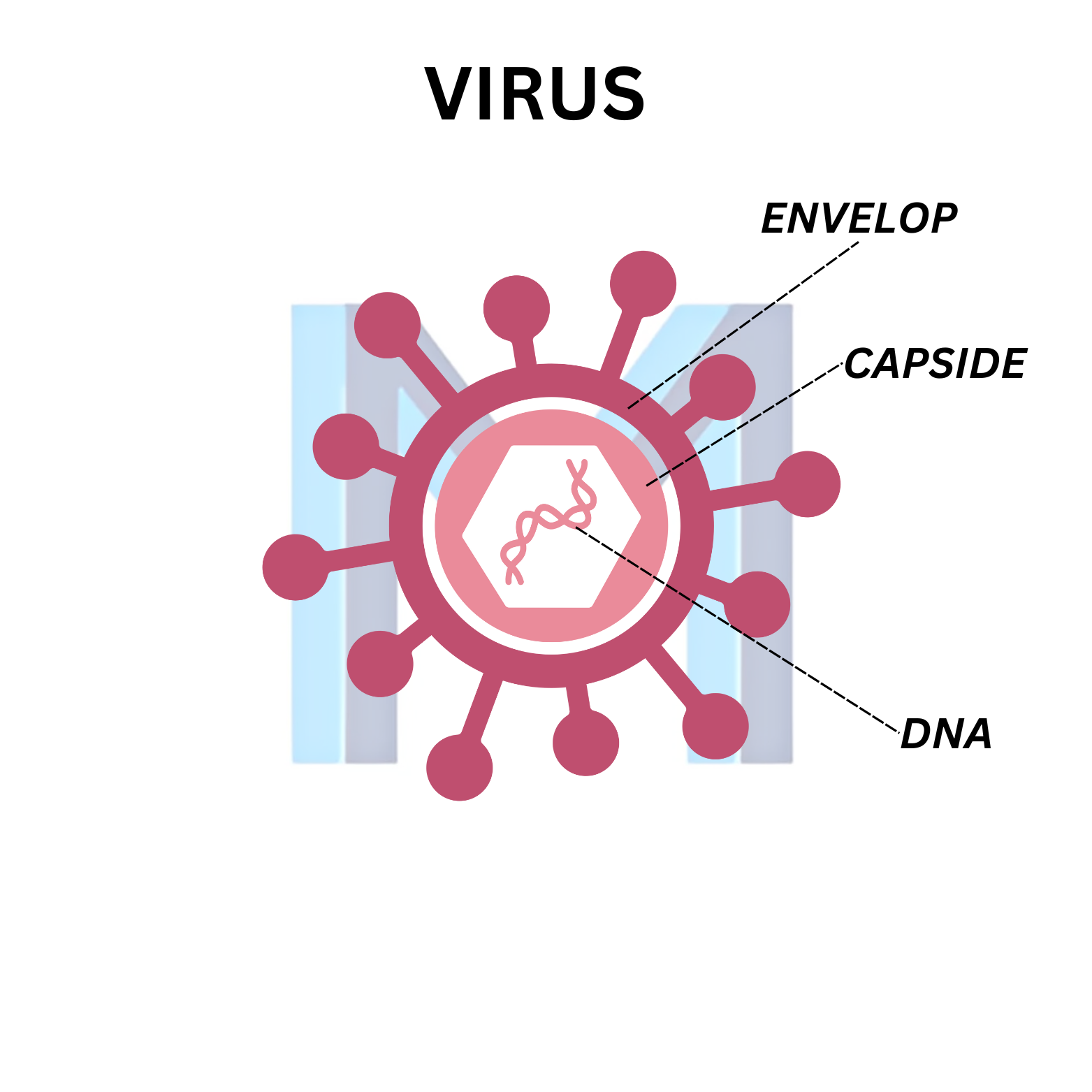 HIV Infection