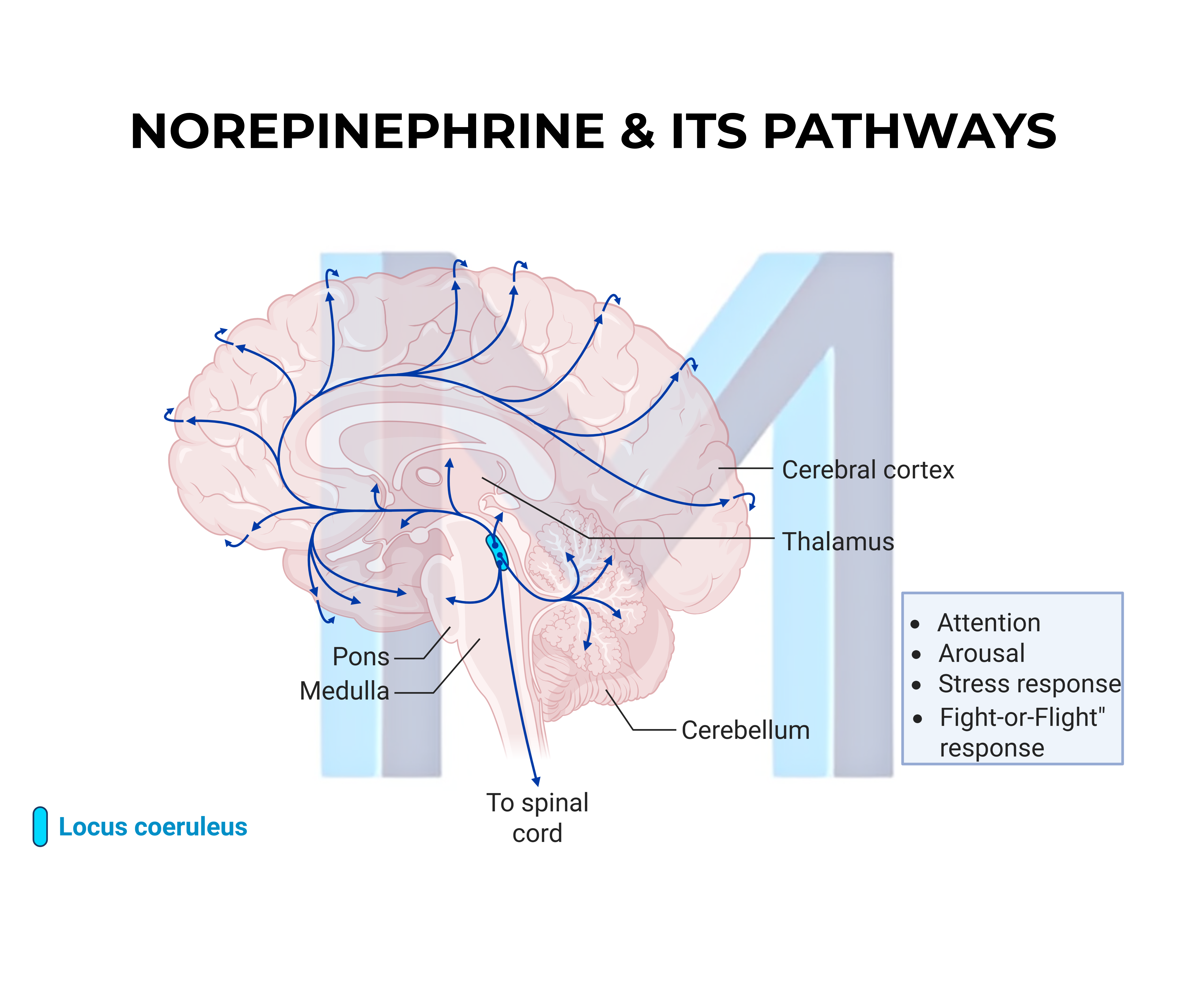 Parkinson Disease