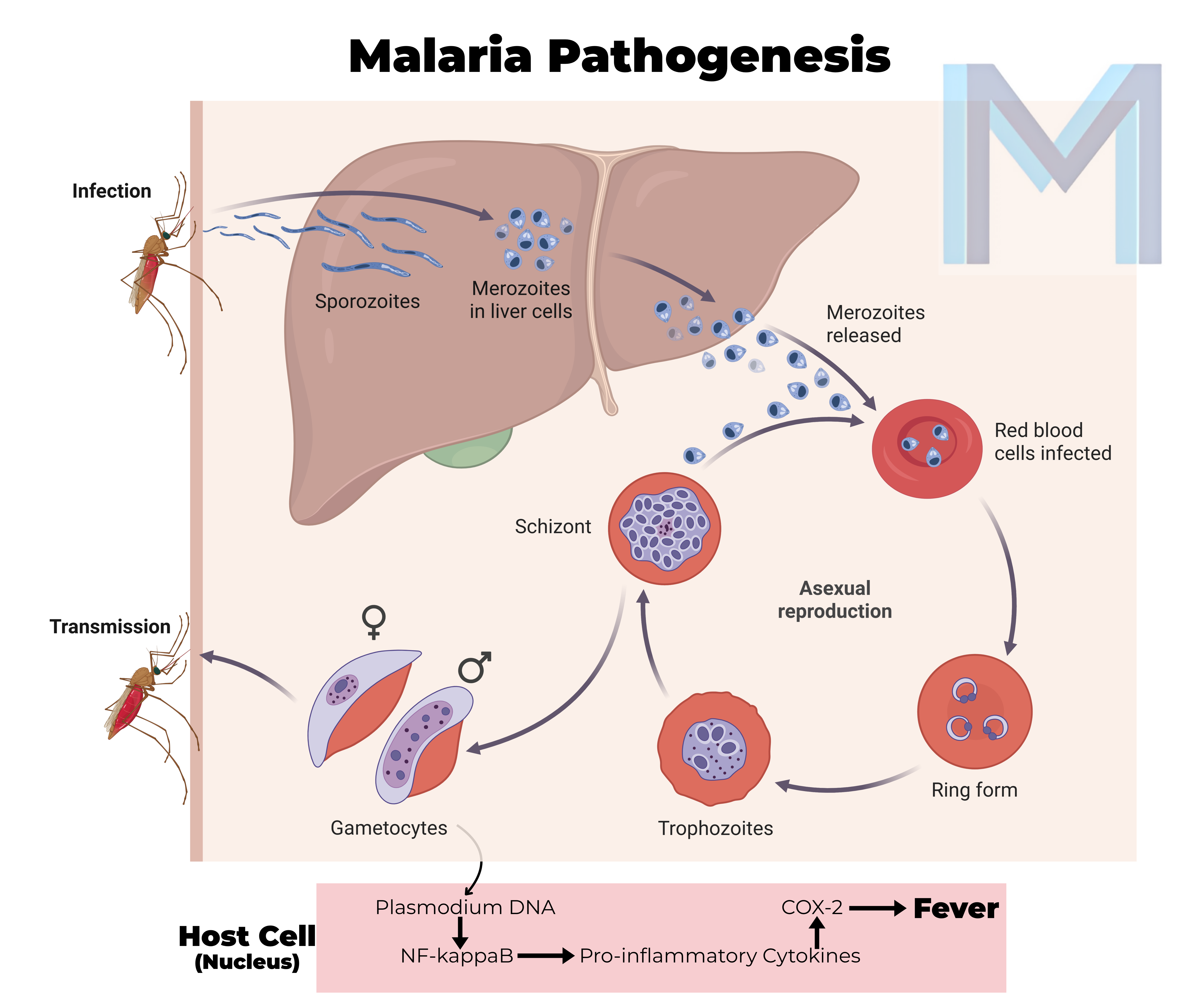 Malaria