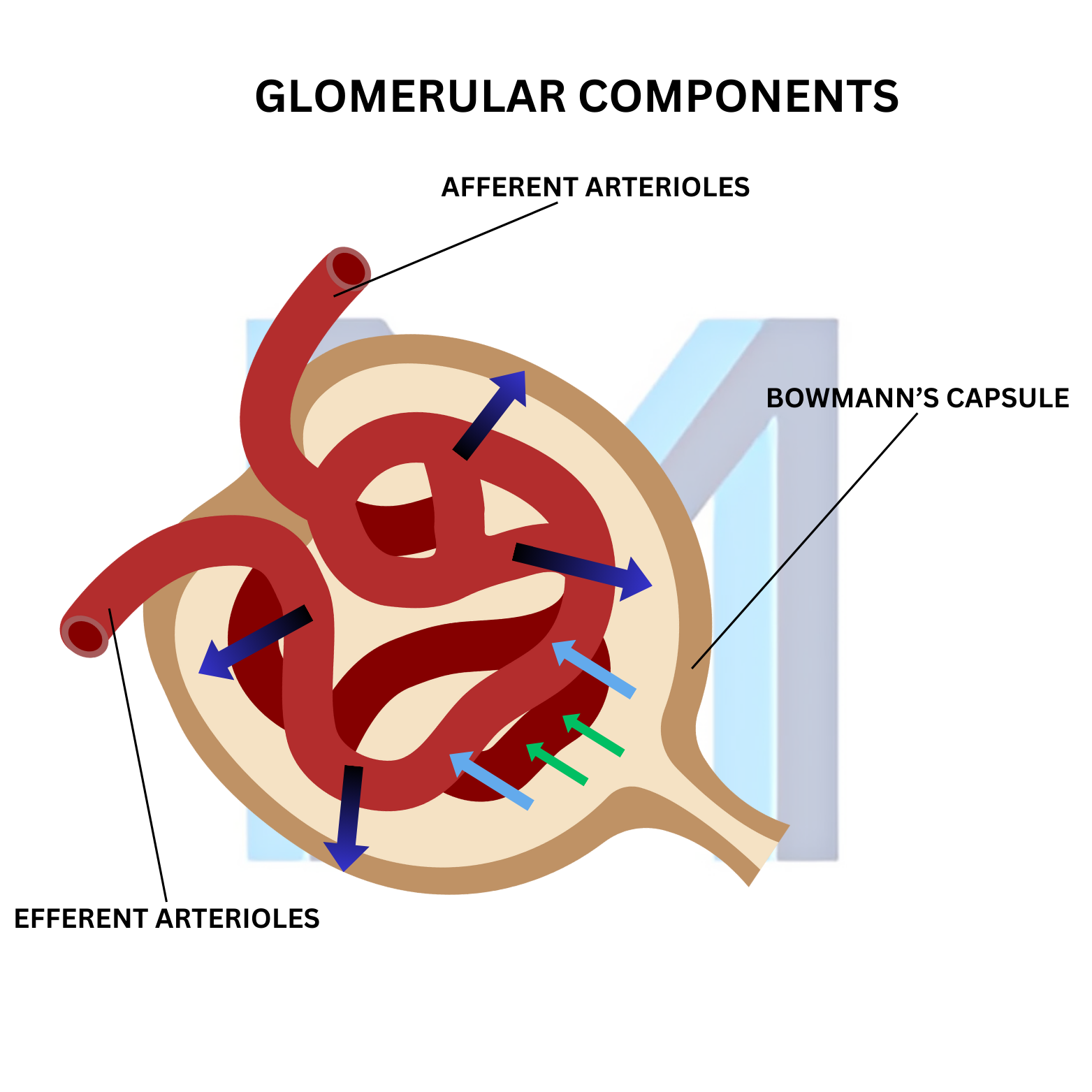 Medical illustration of a kidney glomerulus and its filtration structures