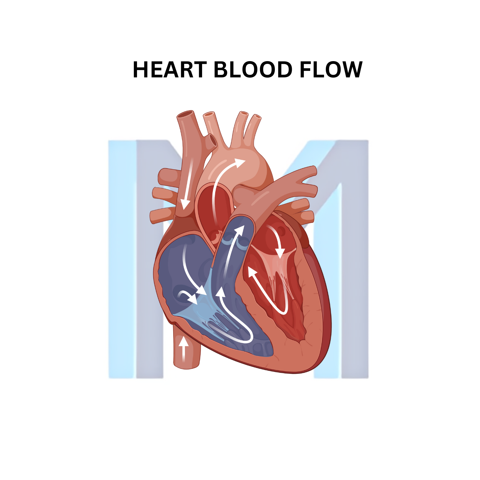 Atrial Fibrillation