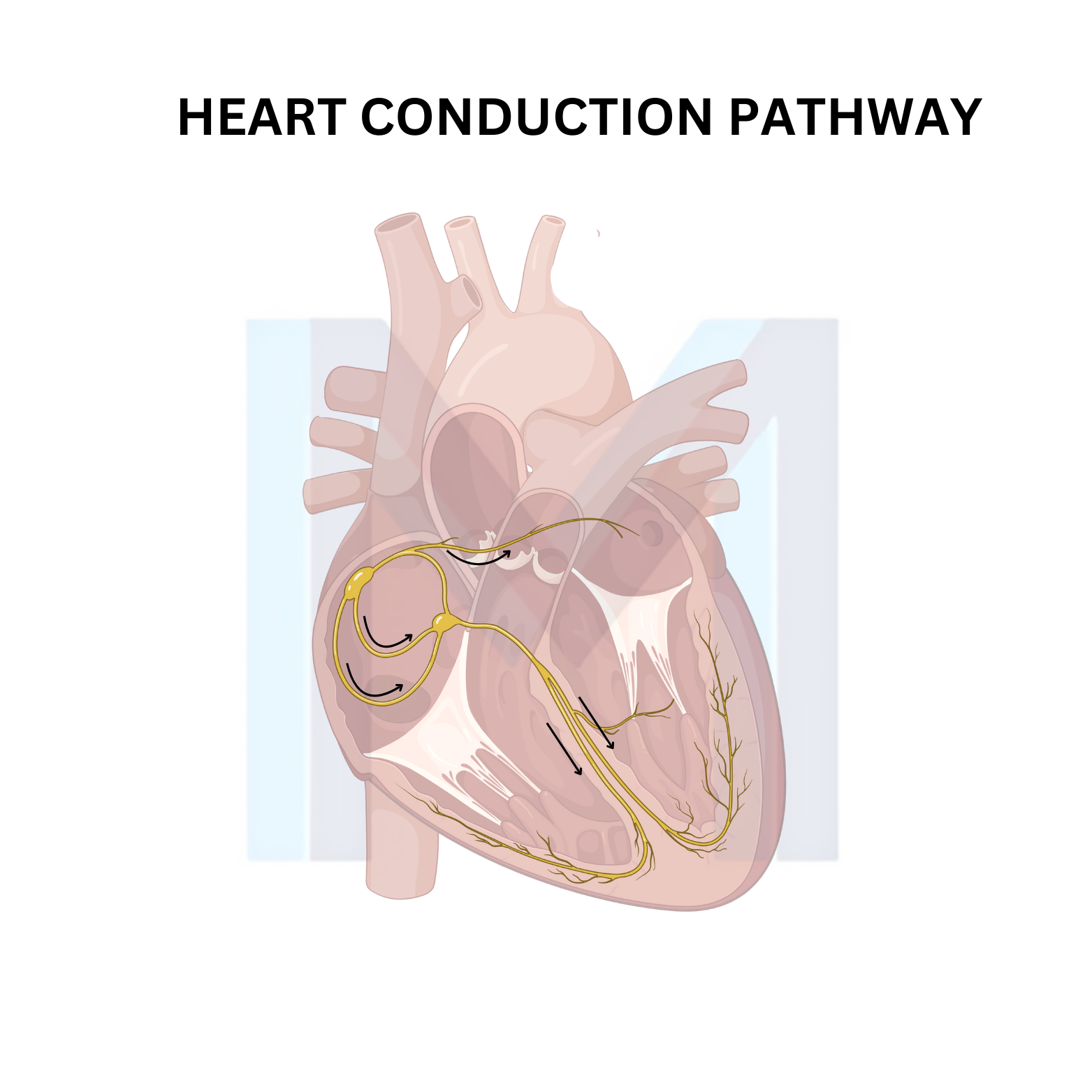 Cardiac conduction pathway diagram