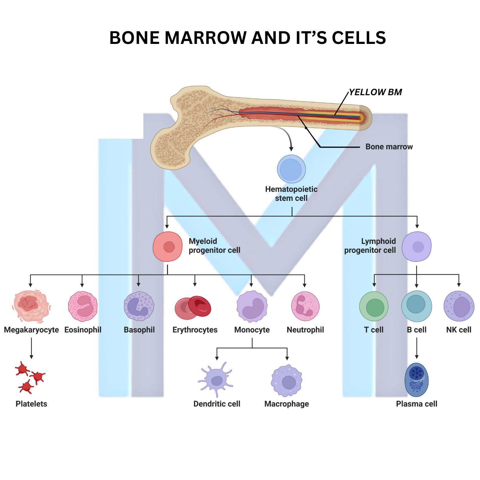 Chronic Lymphocytic Leukemia