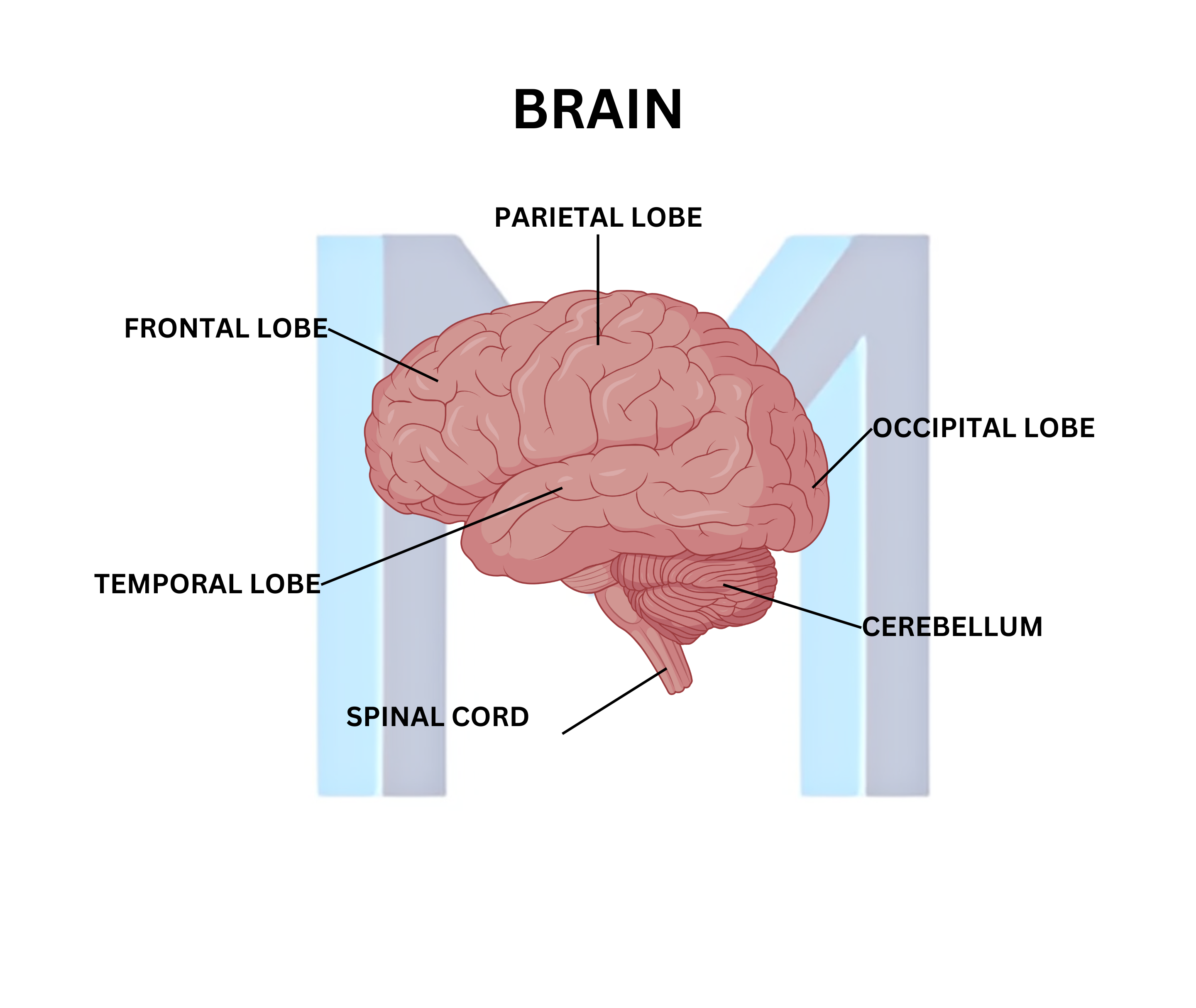 Illustration of functional brain areas, used here to represent the reasoning circuits exercised by clinical games