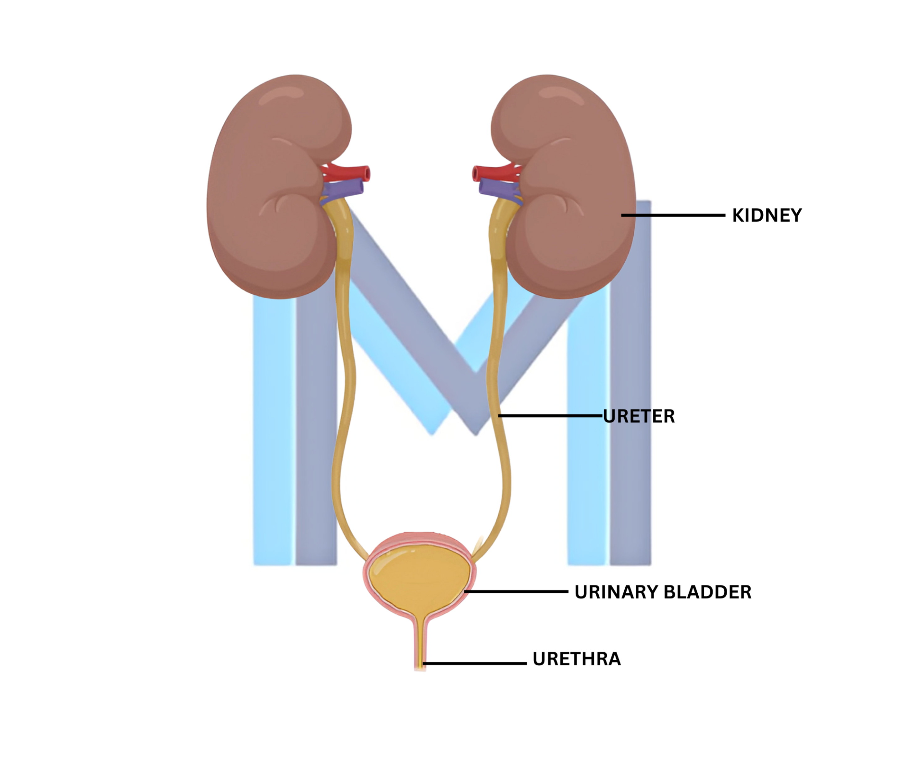 Urinary Tract Infection (Cystitis)