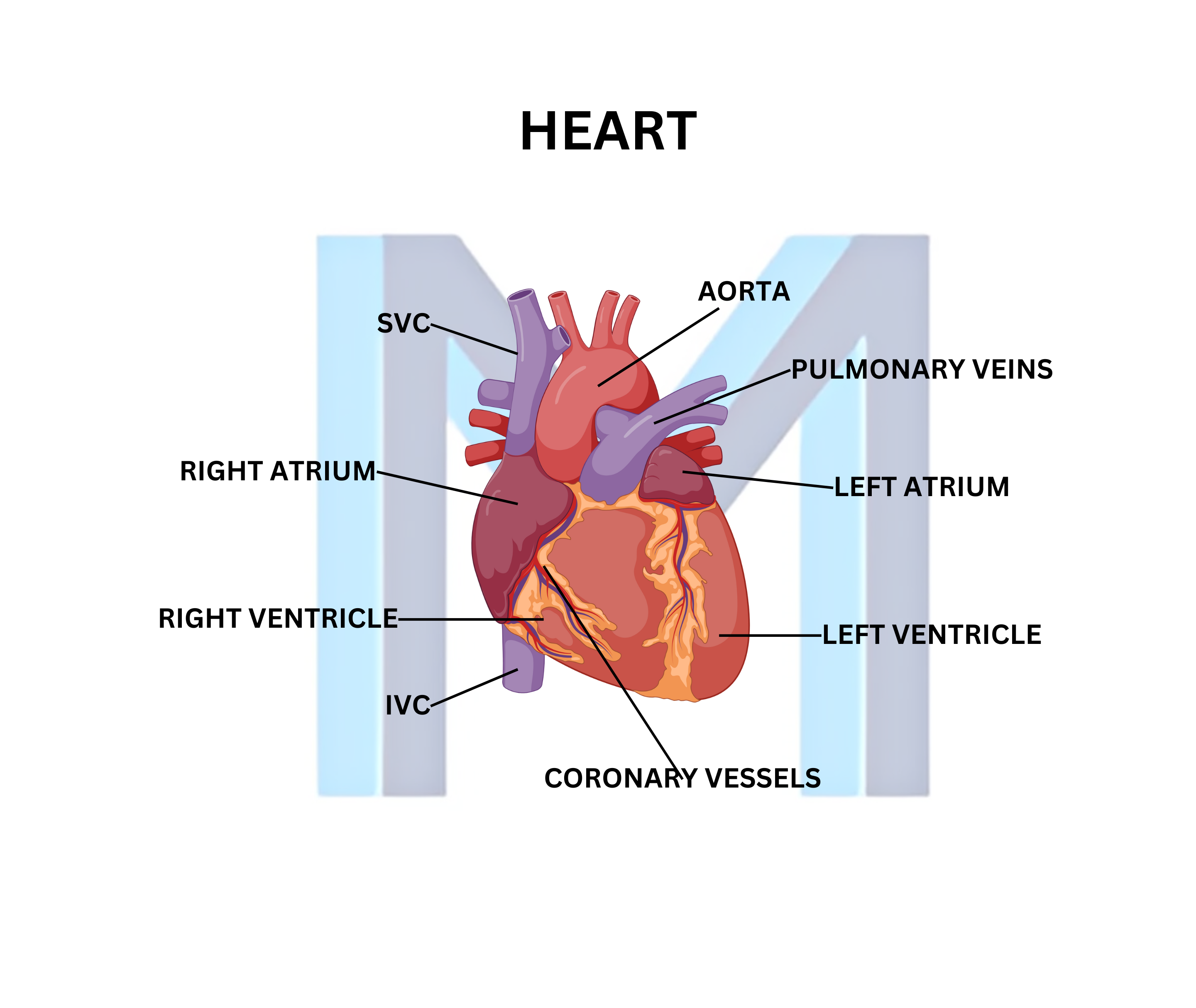 Cross-section of the heart, a core topic on USMLE Step 1