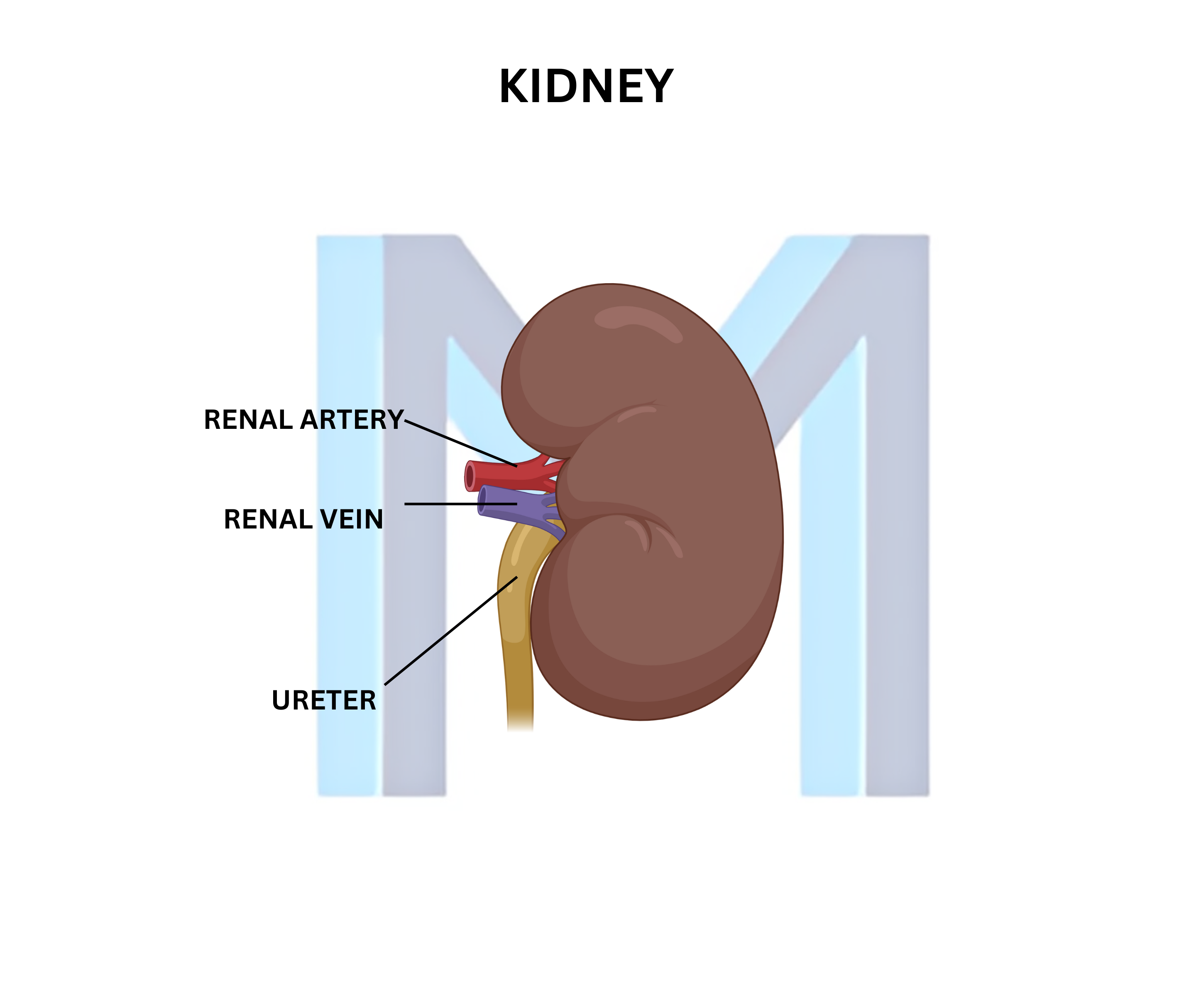 Acute Pyelonephritis