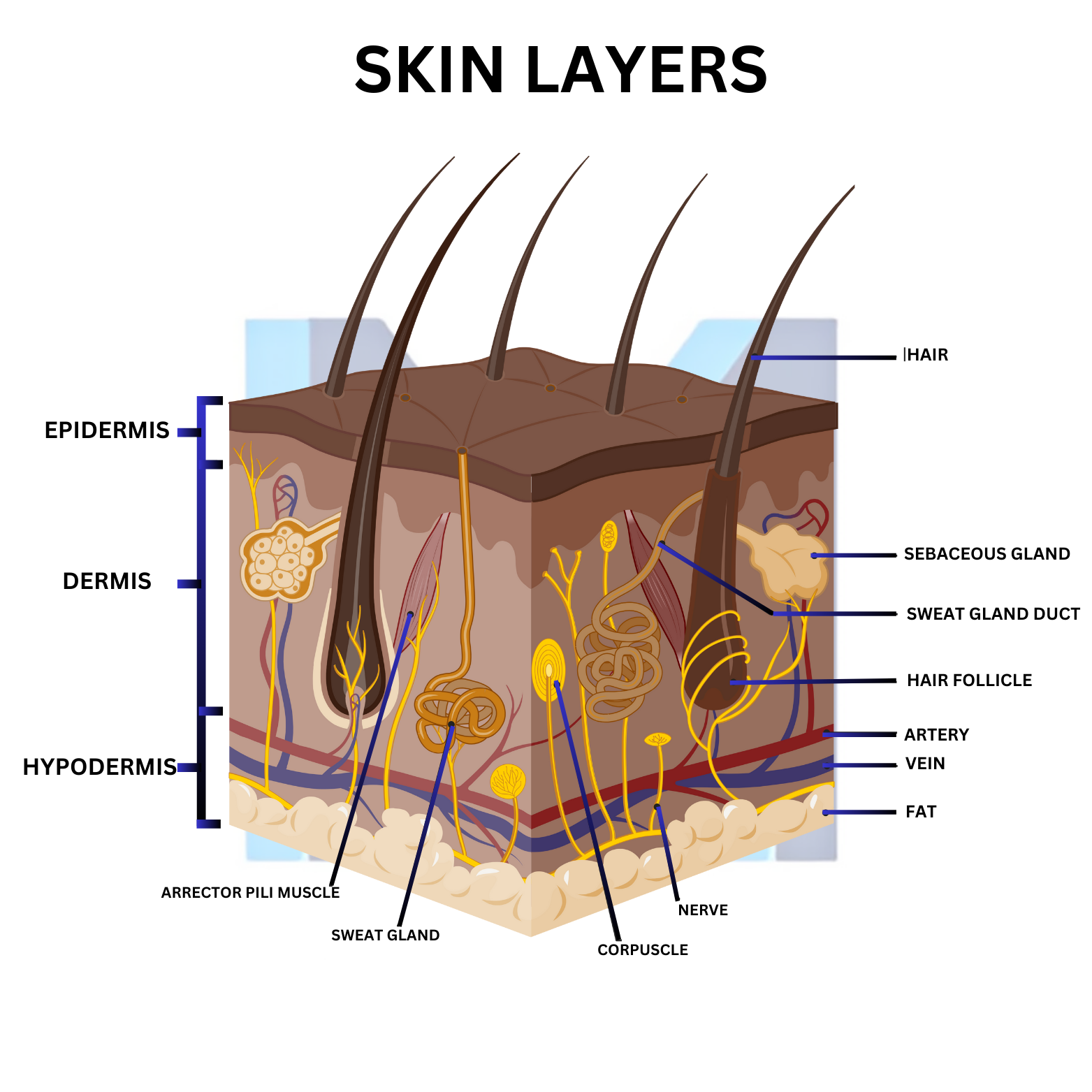 Skin layers with melanoma spread