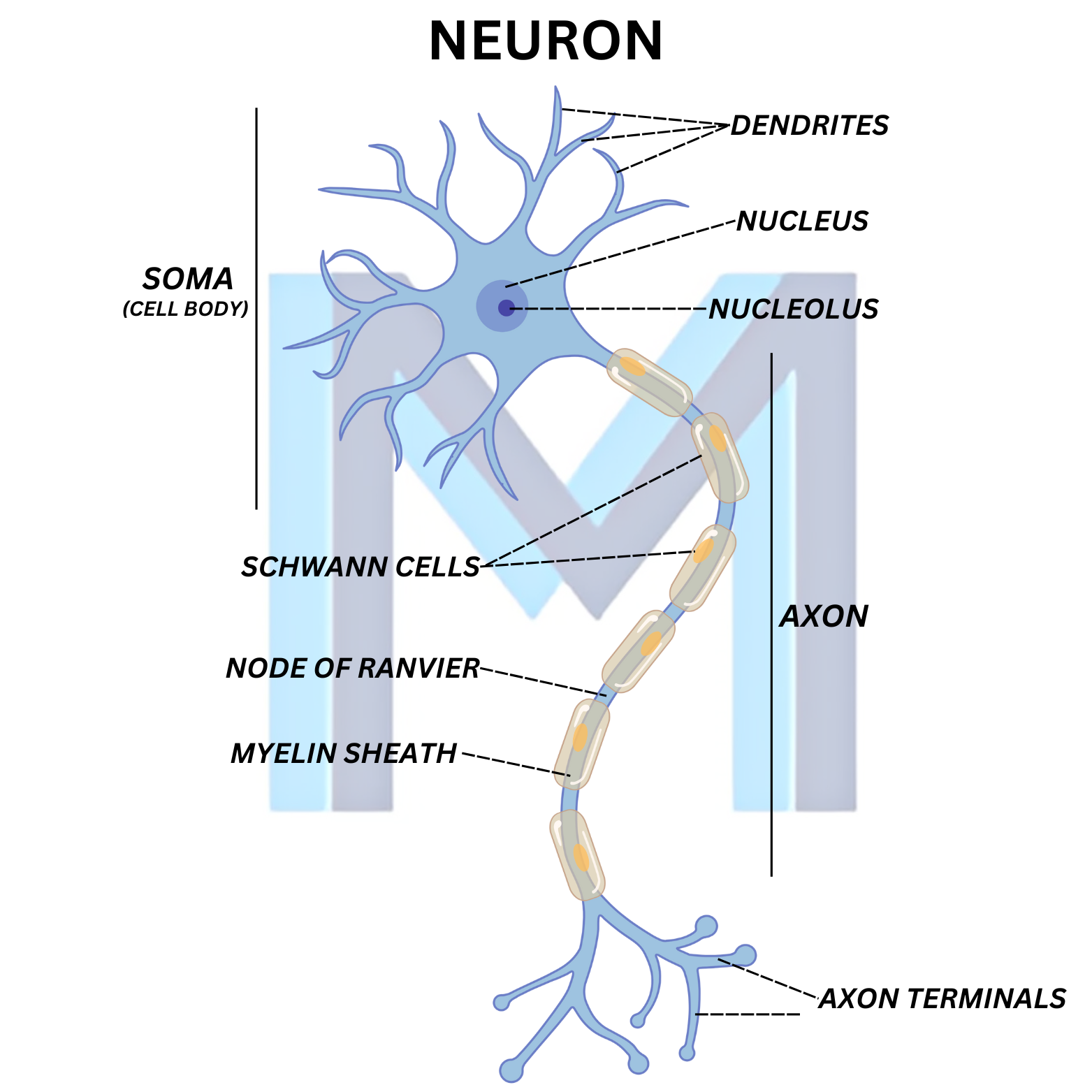 Demyelinated axon in multiple sclerosis
