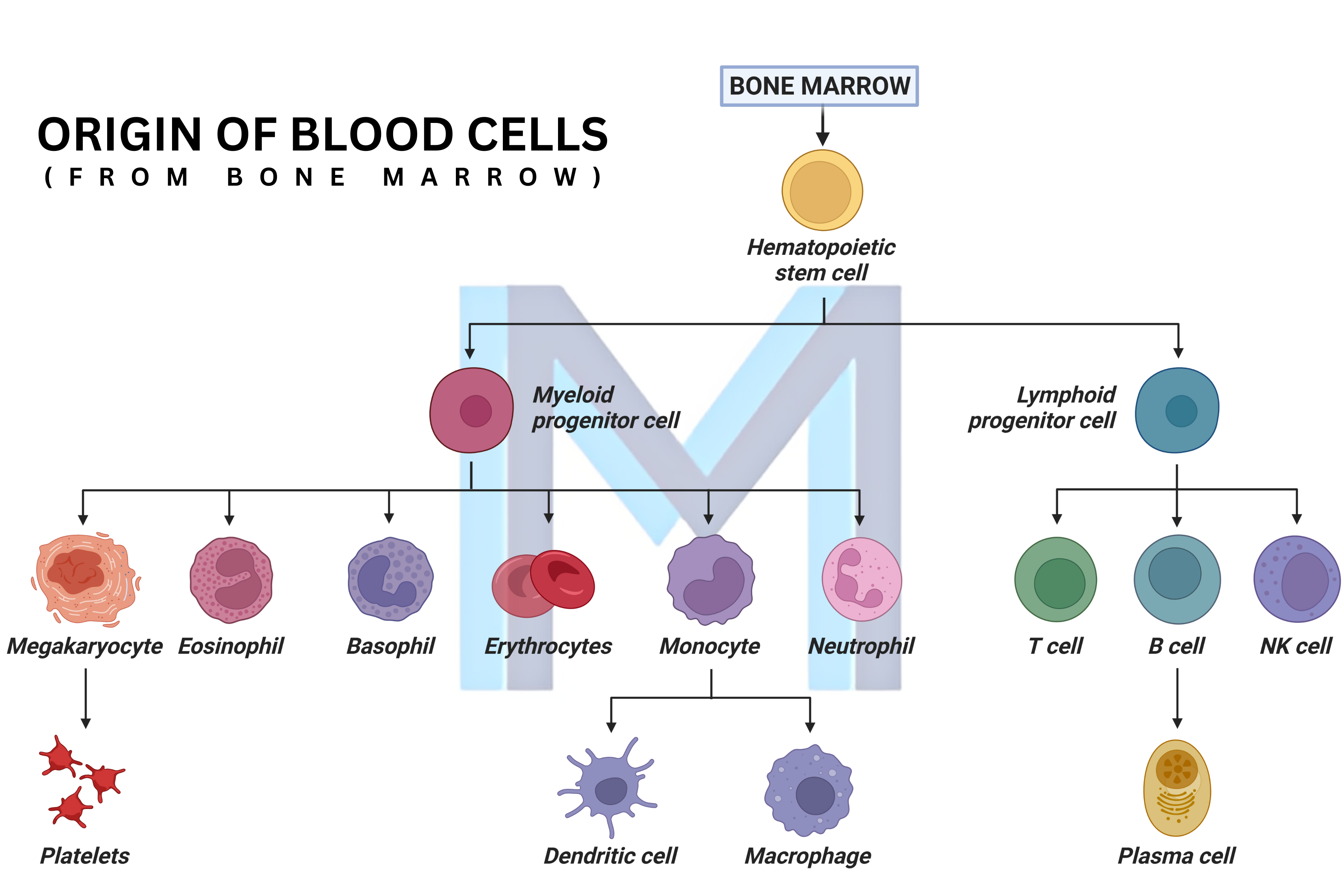 Thalassemia target cells and microcytosis