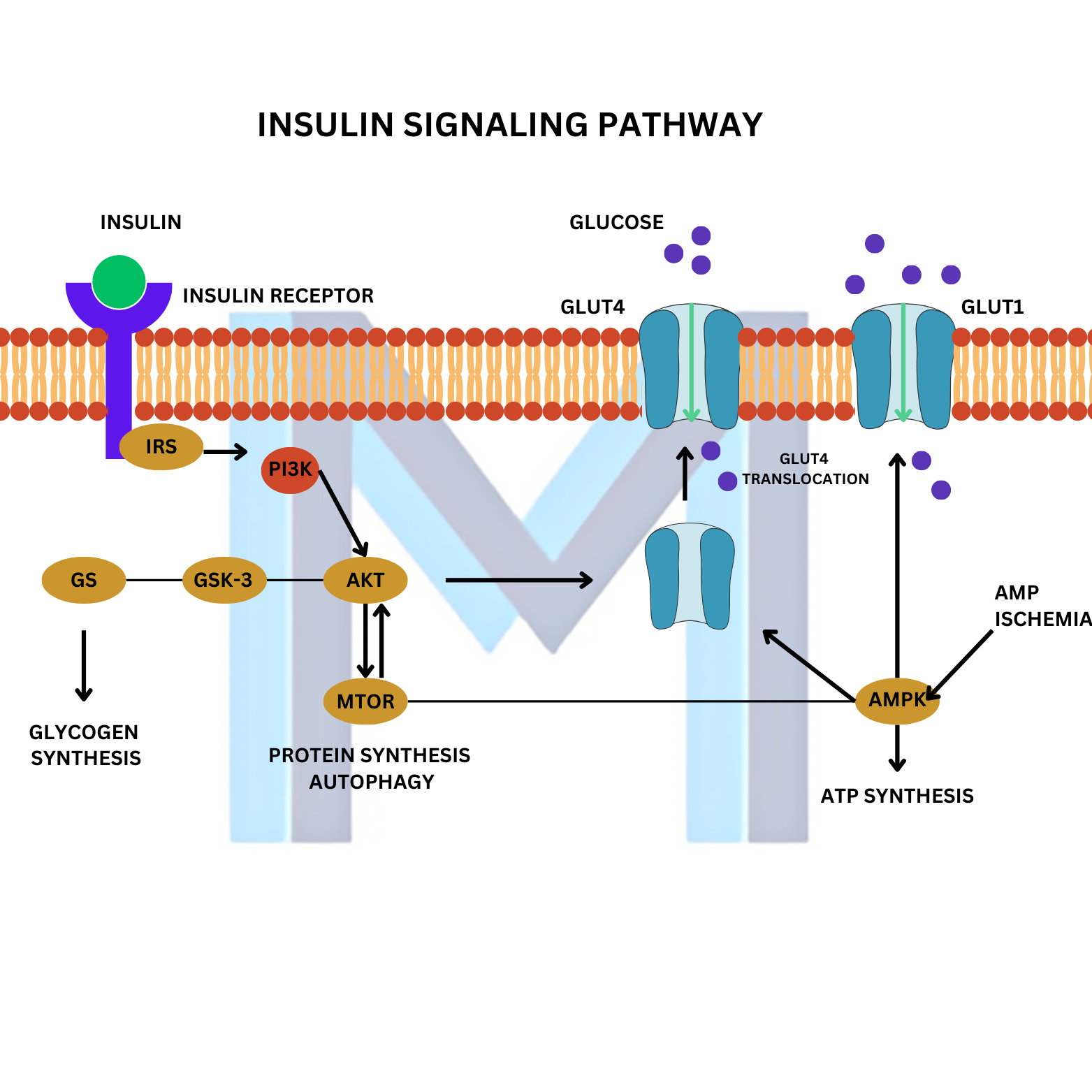 Type 2 Diabetes Mellitus