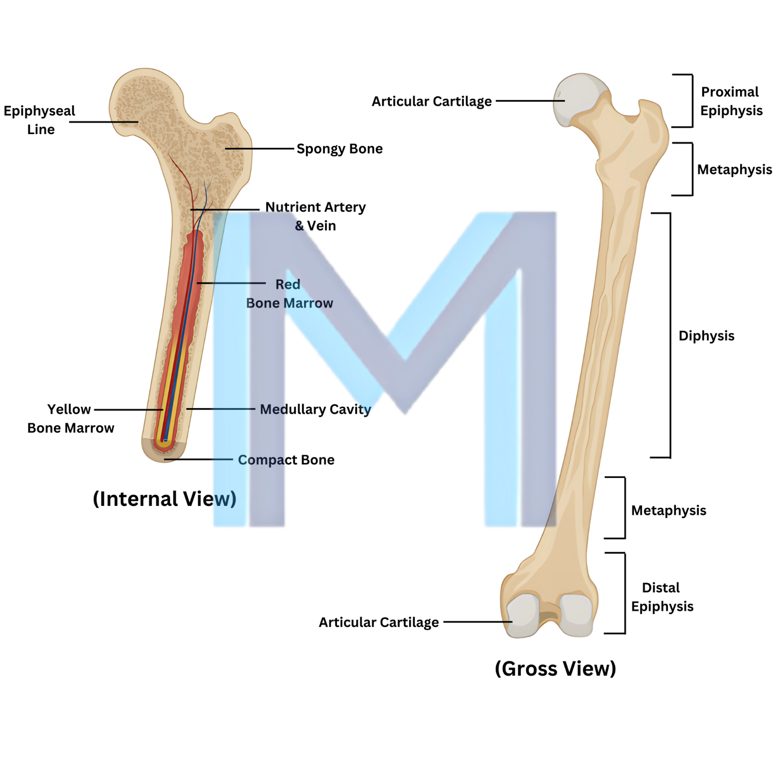 Ankylosing Spondylitis